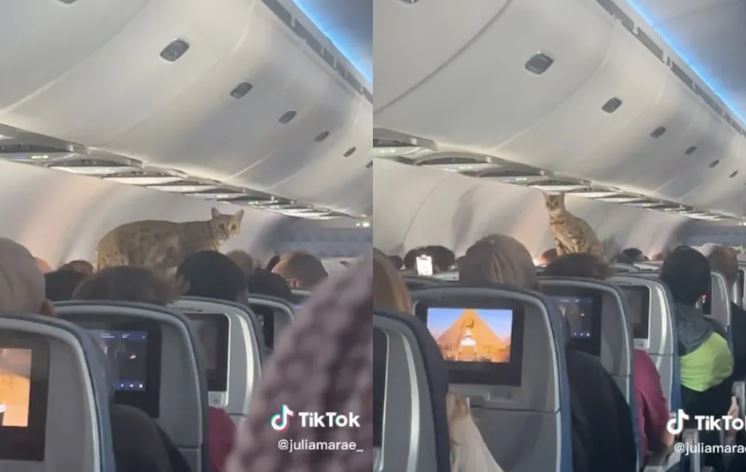 "Michi viajero": Gatito escapa de su jaula y pasea por el avión en pleno vuelo (Vídeo)