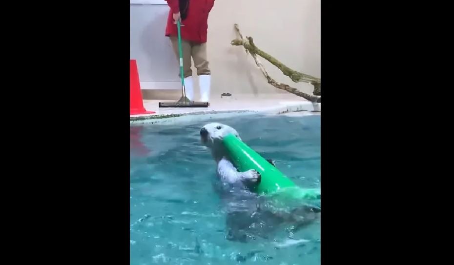 Nutria colabora con empleados de un acuario a limpiar piscina y se hace viral (Vídeo)