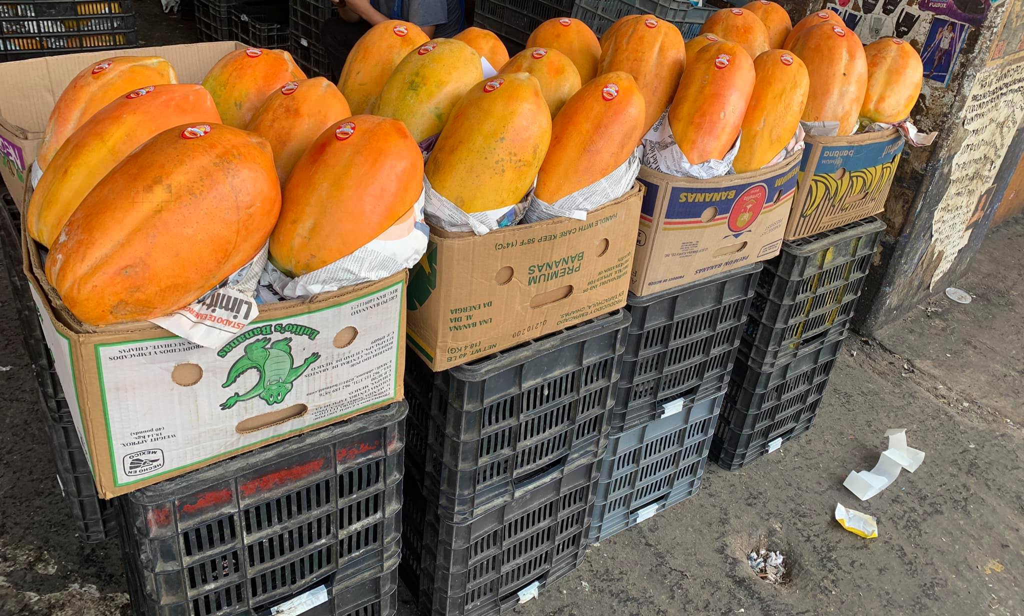 Droga con ‘mucha fibra’: Incautan 78 kilogramos de fentanilo escondidos en papayas