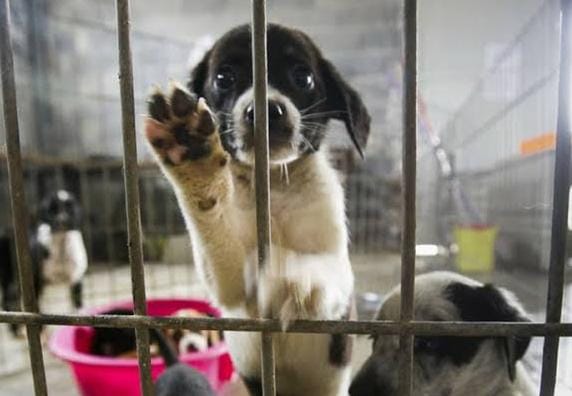 Organización protectora de animales pide el veto a Ley De Bienestar Animal