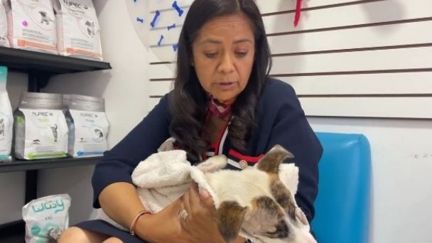 Fallece Blanquita, la perrita que fue atacada atrozmente en Atlixco