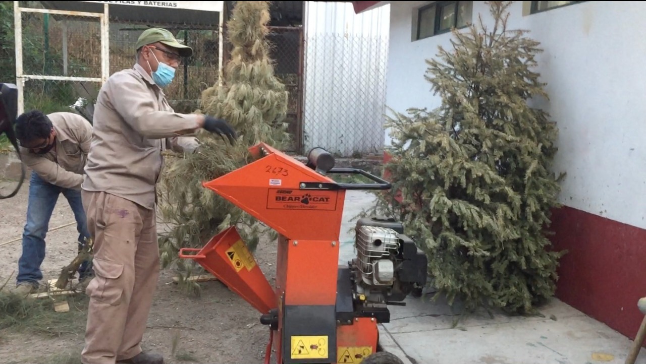 Invita la Secretaría De Medio Ambiente a reciclar los árboles de navidad