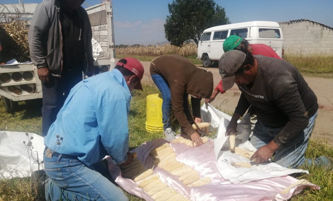 Logra SIA aumento de producción de maíz con manejo de agricultura orgánica