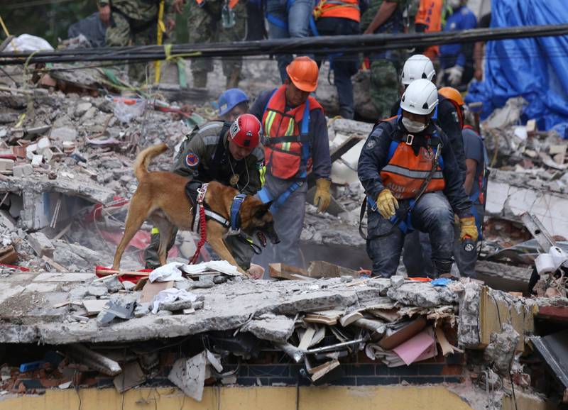 Muerte de Proteo: Denuncian que la 4T recortó dinero para croquetas de perros rescatistas