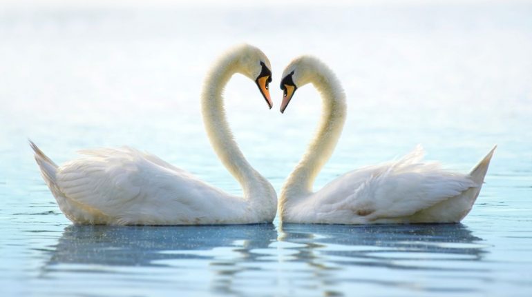 ¿Cuáles son los animales más fieles a su pareja?