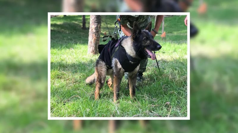 ¿Qué le pasó a Proteo, perro rescatista mexicano que murió en Turquía? Esto sabemos