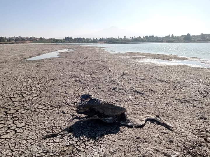 Alerta sequía en Laguna de Acuitlapilco, agoniza la fauna silvestre
