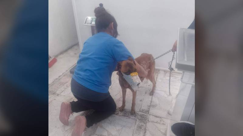 Justicia para ‘Kiara’: Denuncian abuso sexual contra una perrita en Celaya