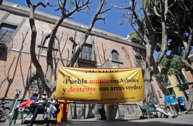 Si habrá sanción a empresa que podo arboles en la Plaza de la Democracia 