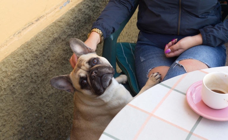 Tamales para todos, hasta para perritos. Conoce dónde los venden