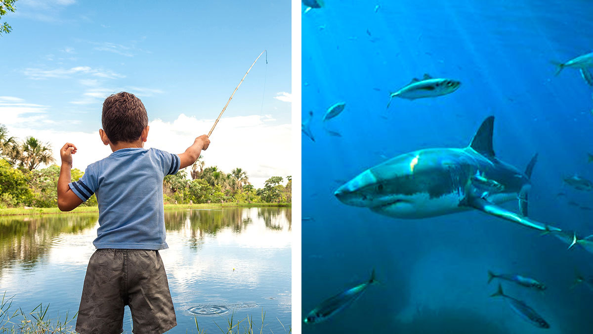 Video: tiburón salta del agua y ataca a niño