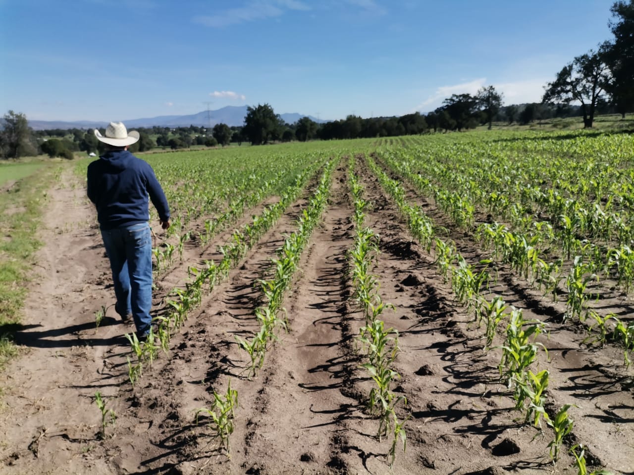 Busca SIA contar en 2023 con un seguro eficiente contra siniestros agroclimáticos