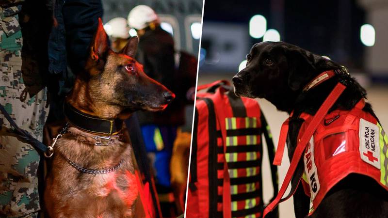 Rex, July, Ecko y Timba: Los perritos rescatistas que irán a ayudar a Turquía