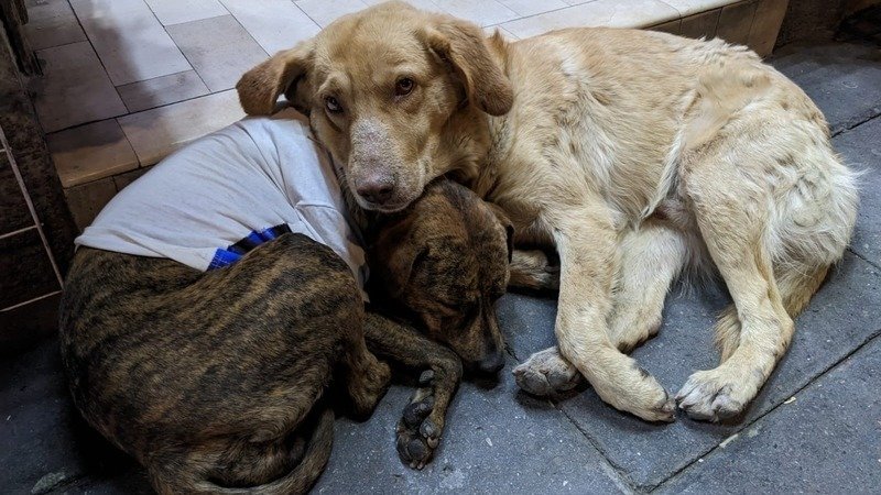 Más de 18 mil firmas suma petición para modificar Ley de Bienestar Animal en Tlaxcala