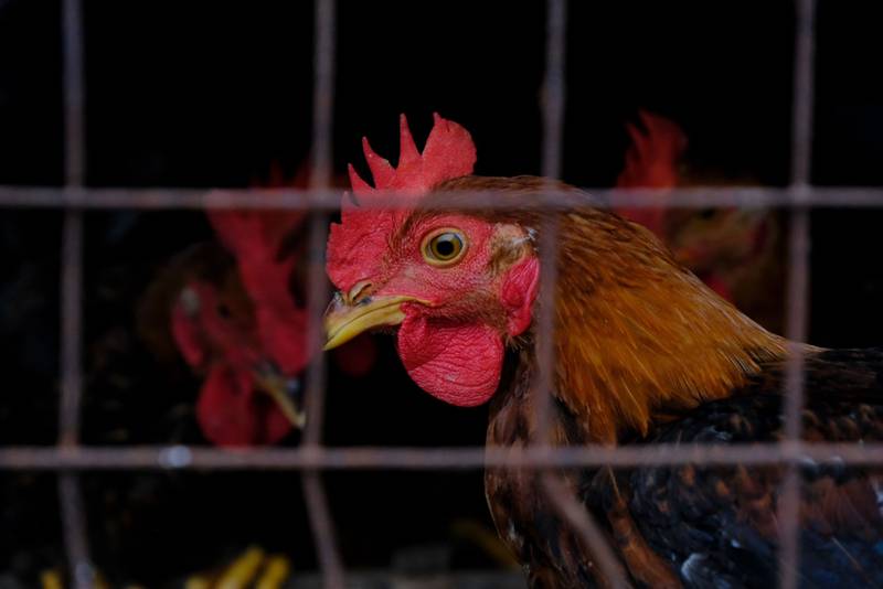 Adiós al huevito con catsup: Brote de gripe aviar empeora y afecta a gallinas ponedoras