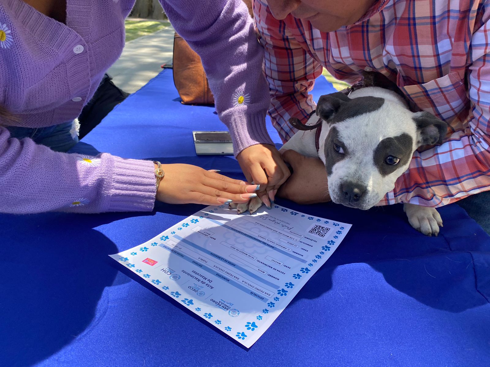 San Pedro Cholula realiza primera jornada de registro y entrega de acta de nacimiento de perros y gatos 