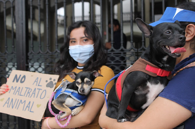 Día del perro: en Tlaxcala más de 500 mil lomitos tienen un hogar