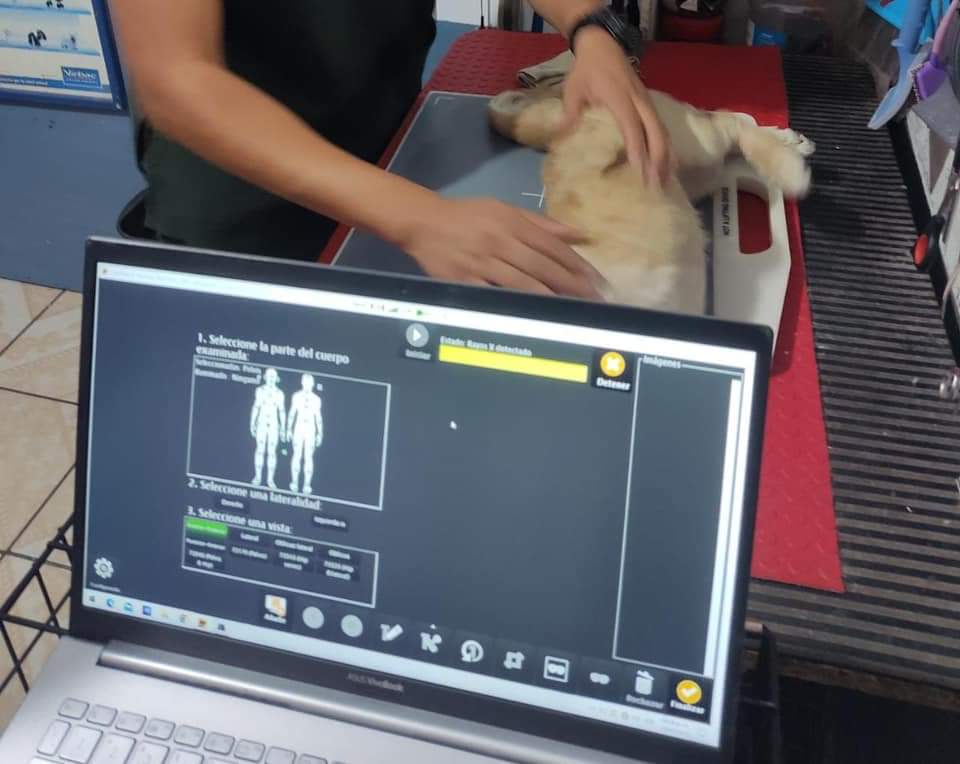 Policía de Papalotla atropella a perrito, será sancionado, dice ayuntamiento