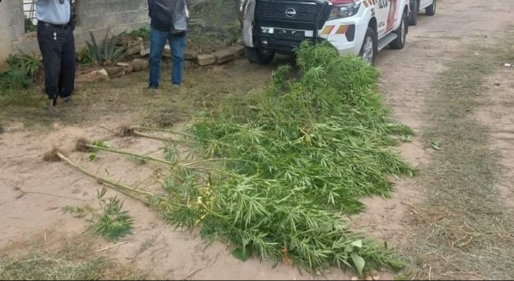 Confiscan al menos una docena de matas de cannabis en Panotla