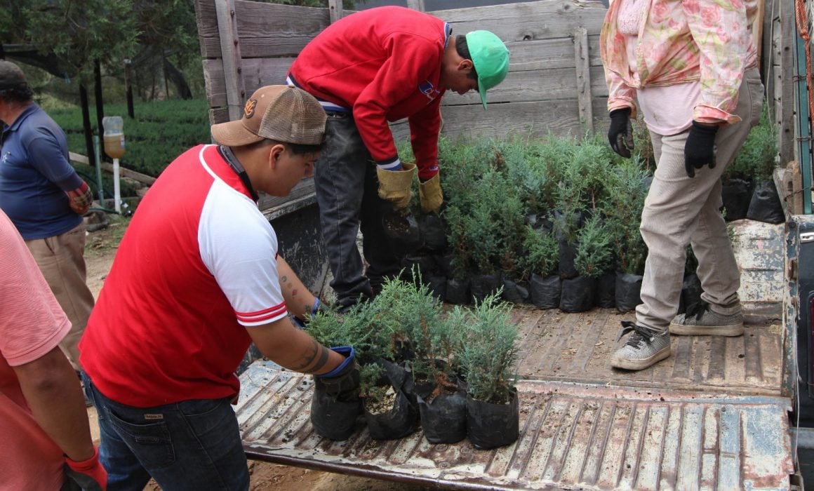 Entrega SIA más de 70 mil árboles para reforestación en zonas agrícolas