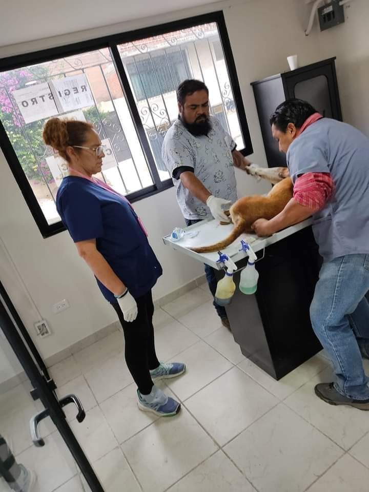 Lomito atropellado en Amaxac salva la vida, seguirá en observación