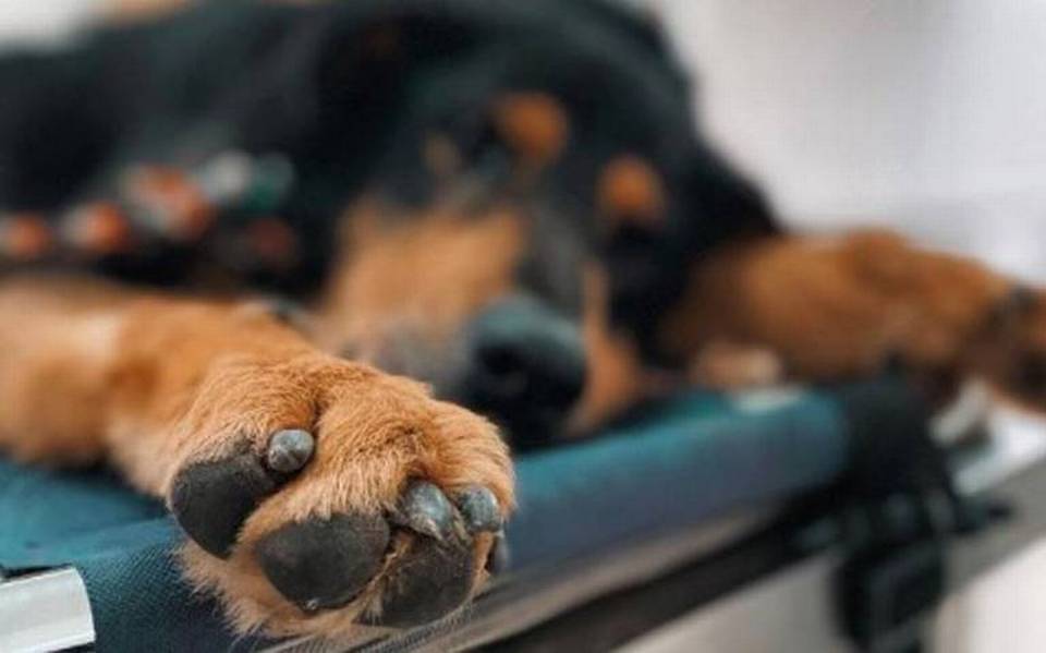 ‘¡Yo seré su voz!’, se manifiestan contra el maltrato animal en Tlaxcala