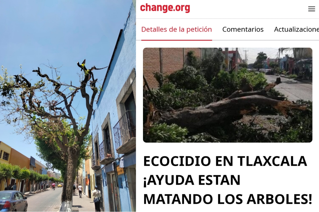 "Están matando los árboles" lanzan campaña contra ecocidio en Tlaxcala