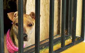 Busca OCPA hacer obligatoria Ley de bienestar animal en municipios