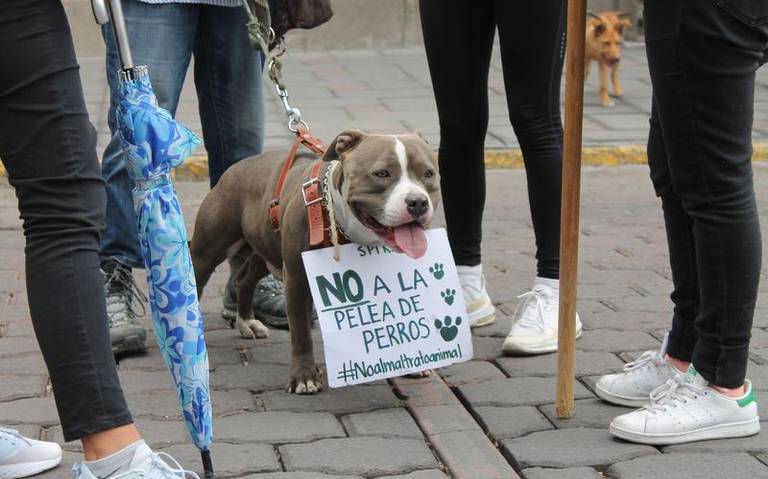 Solo existen 3 denuncias graves por maltrato animal en Tlaxcala