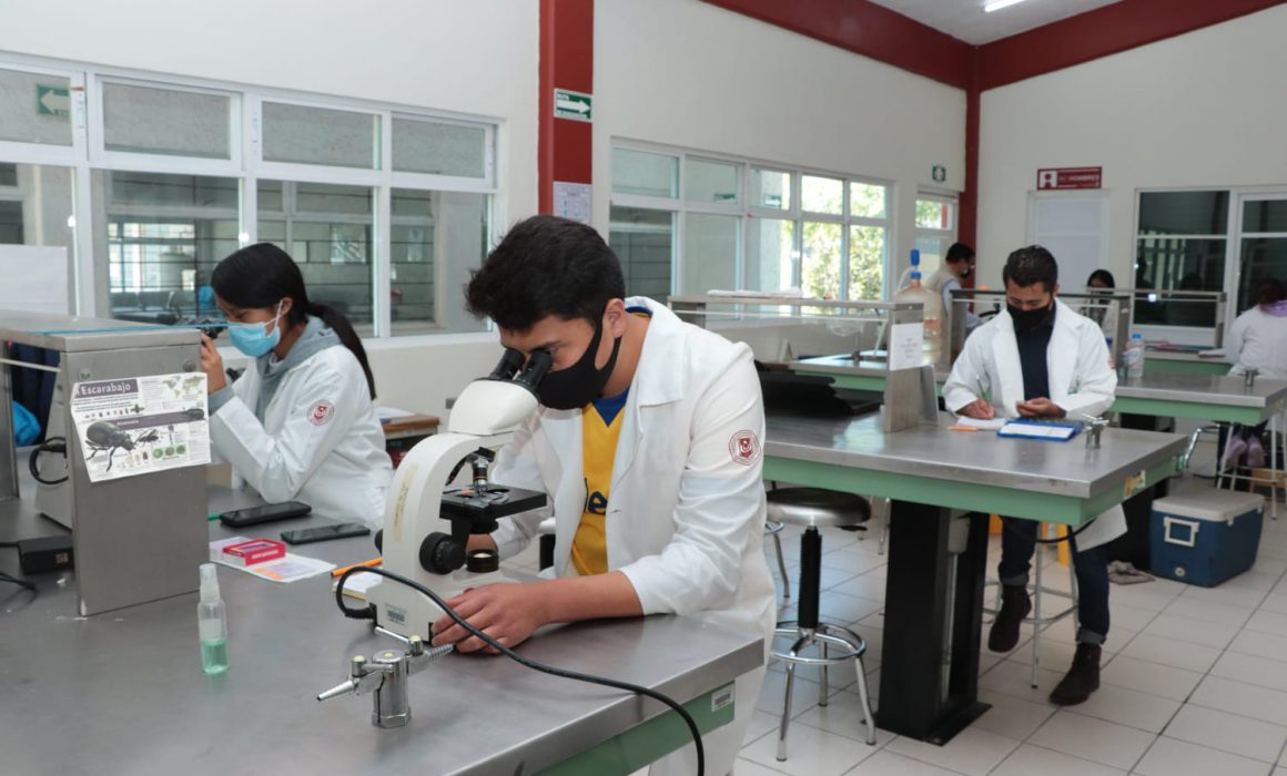 Analizarán en UATX biología de escarabajos descortezadores