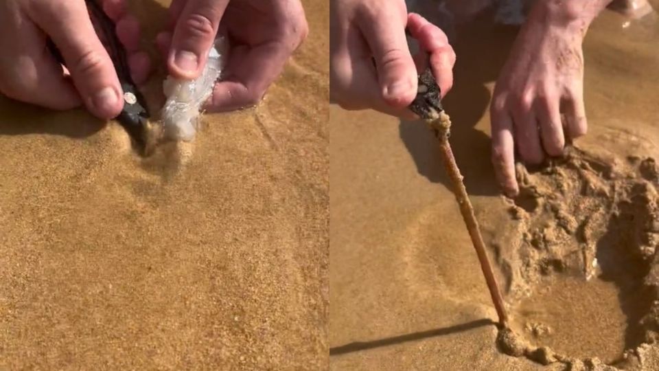 Sujeto localiza gusanos en la playa y desató un inmenso terror en redes sociales (Vídeo)