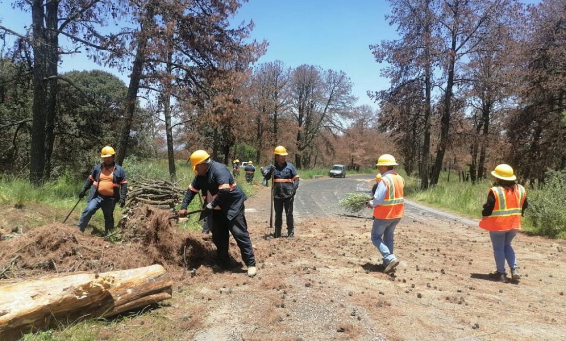 Avanza SMA con acciones para erradicar la tala clandestina en Tlaxcala