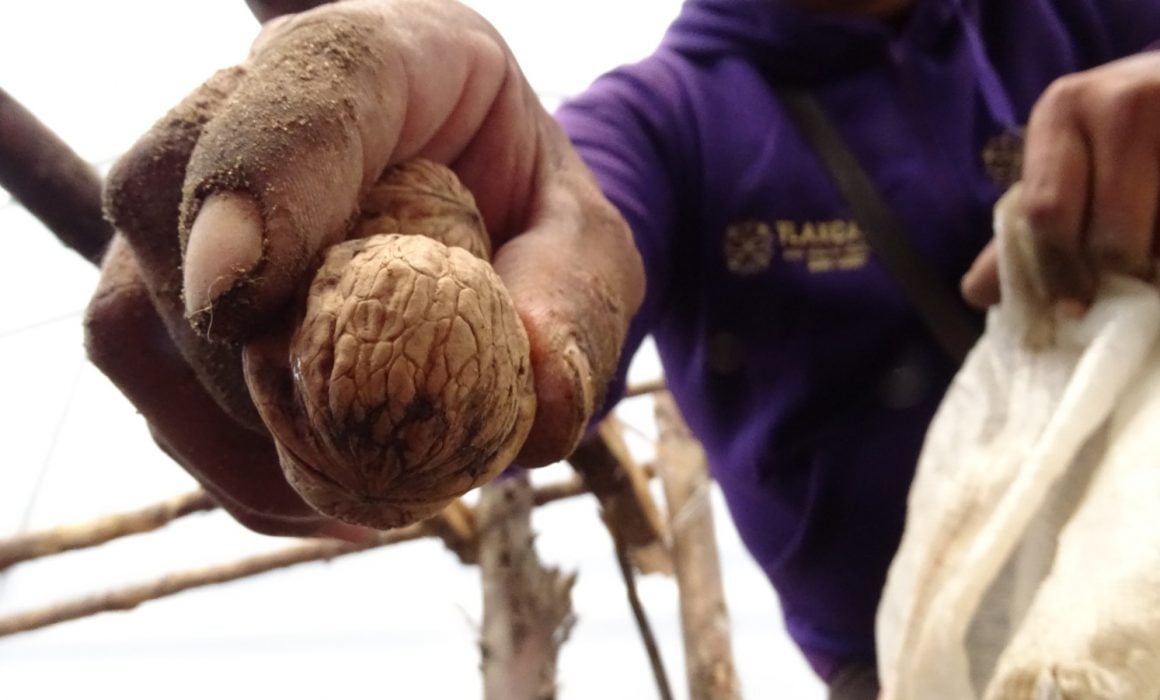 Reactiva SEDIF vivero en Atltzayanca