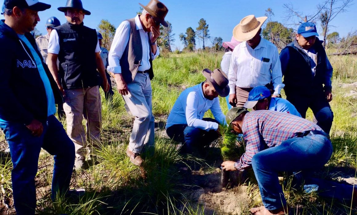 Reforesta Propaet el ejido cola de caballo en la malinche