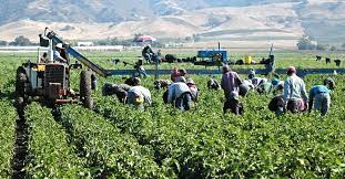 Mexicanos en Canadá tienen derechos laborales; fortalecerán vinculaciones