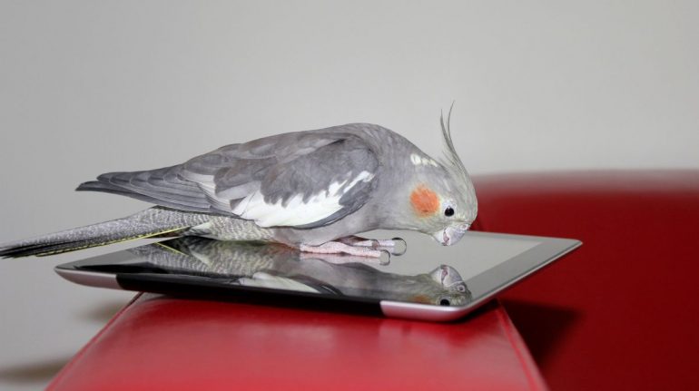 Un curioso experimento demuestra que a los loros les encanta participar en videollamadas 