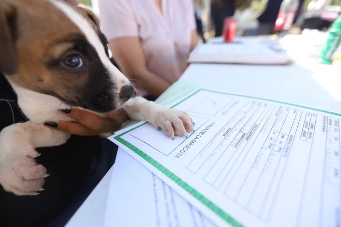 Pondrán en marcha el curp para mascotas en cinco municipios