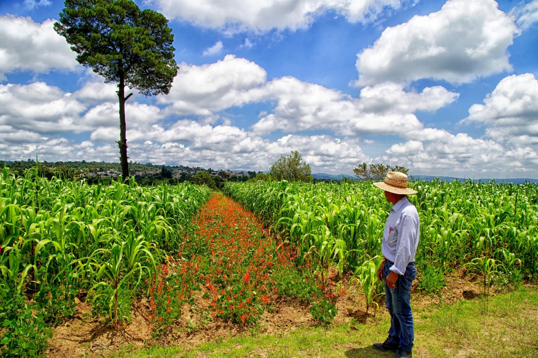 Sin uso 23% del territorio agropecuario en Tlaxcala: INEGI