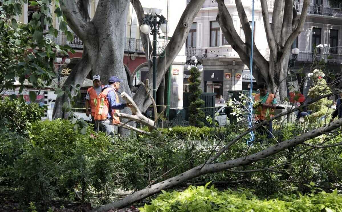 Ayuntamiento de Puebla interviene 14 árboles del Centro Histórico