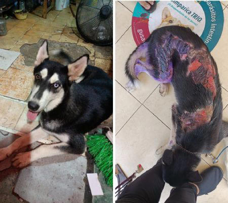 Perro Husky de 10 meses es atacado con aceite hirviendo para "correrlo" de negocio de comida