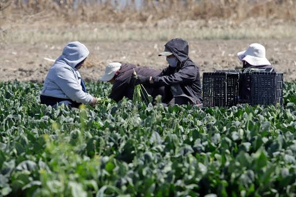 Reporta Zacatelco y Calpulalpan mayor cifra de robos a campesinos