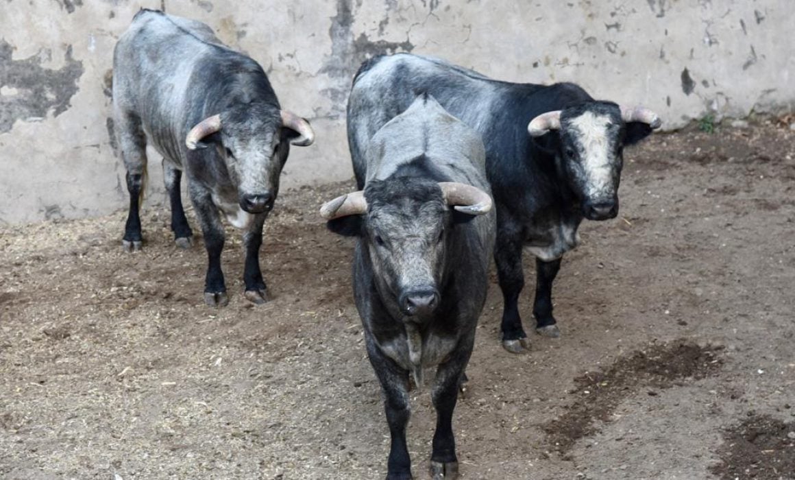 Desembarcan encierro para novillada de serial taurino Tlaxcala Capital 20