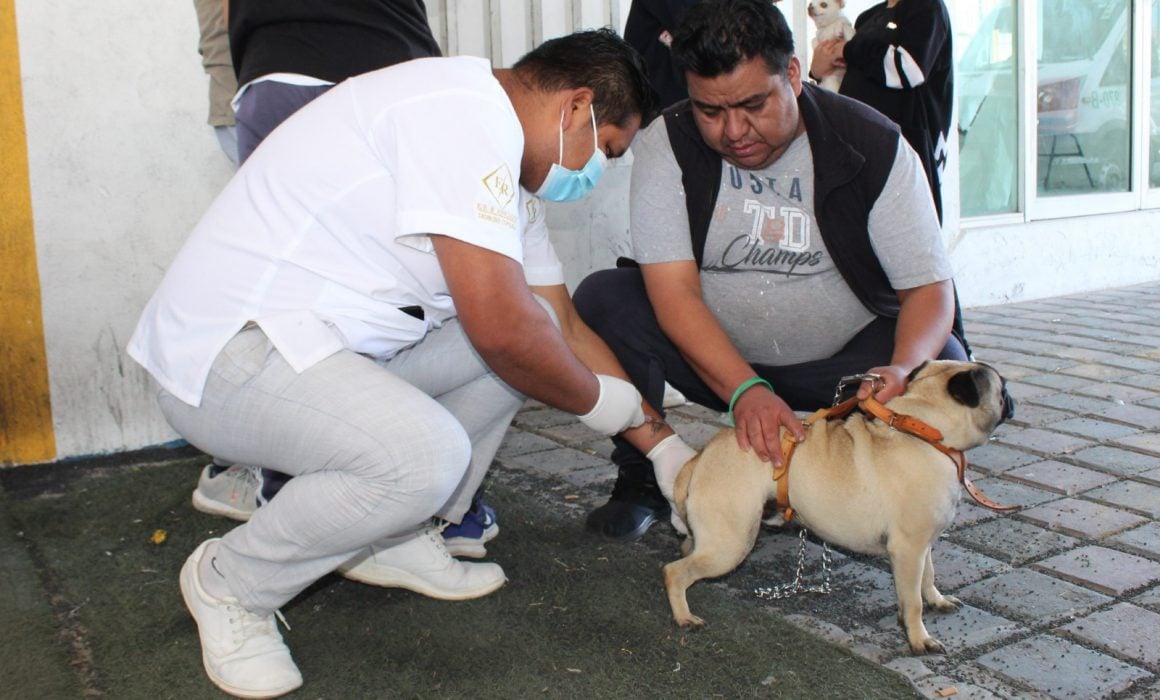 Inicia la Jornada nacional de vacunación antirrábica canina y felina