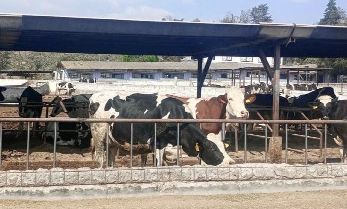 Se previene el abigeato con operativos de seguridad en Huamantla