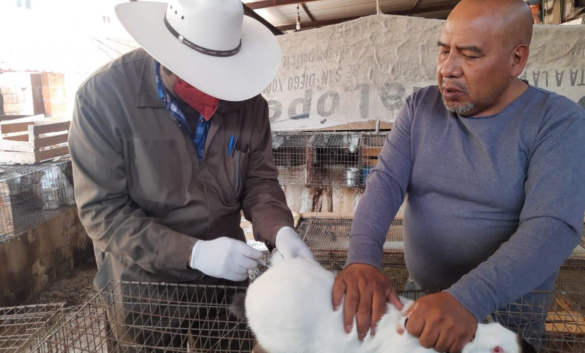 Realiza SIA vacunación contra enfermedad hemorrágica viral de conejos