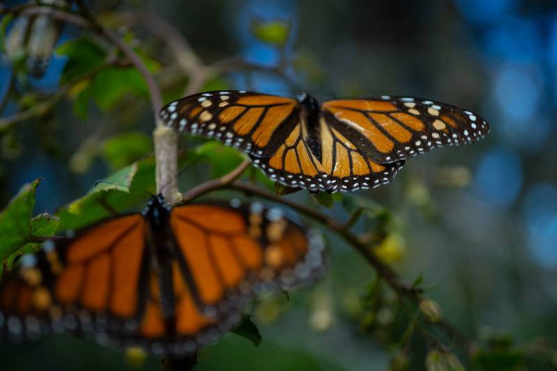Mariposas monarcas ‘huyen’ de Michoacán por calor y contaminación