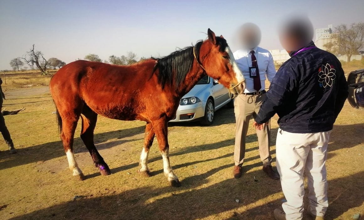 Atiende Propaet y autoridades de Calpulalpan denuncia de maltrato animal