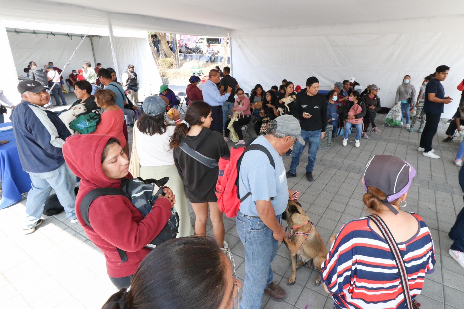 Con jornada de Bienestar Animal, el gobierno de Cholula otorga servicios en favor de la salud 
