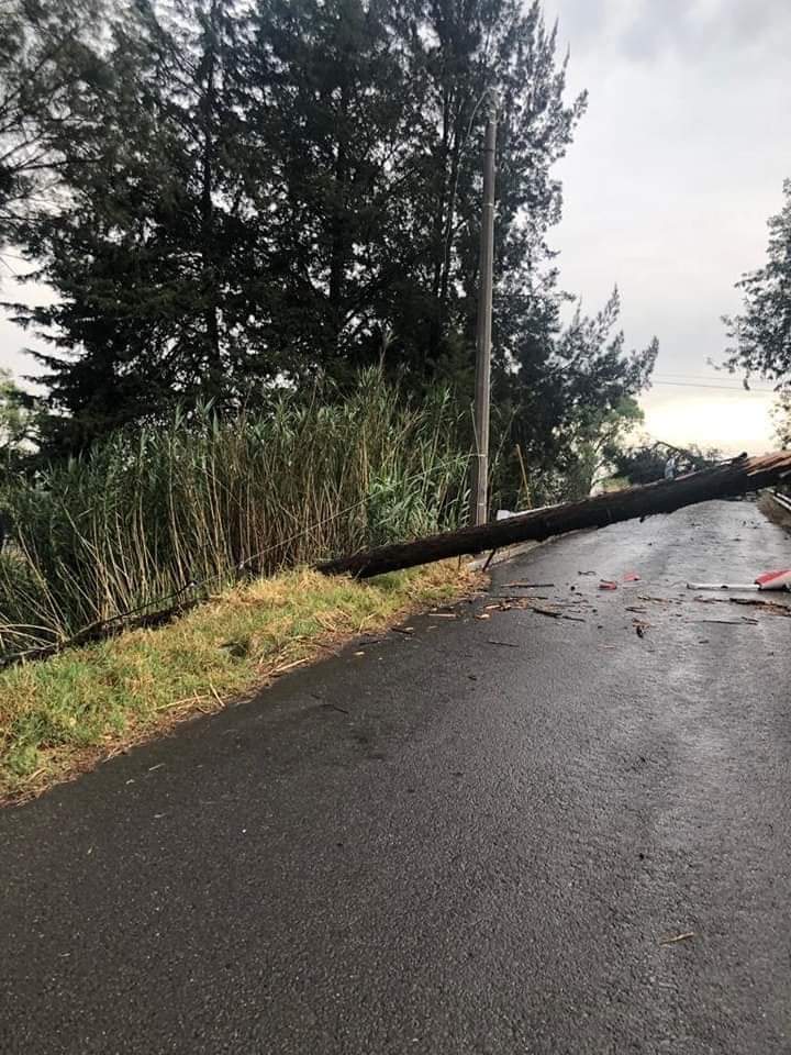 Fuertes vientos derriban árboles en Tlaxcala, Panotla e Ixtacuixtla