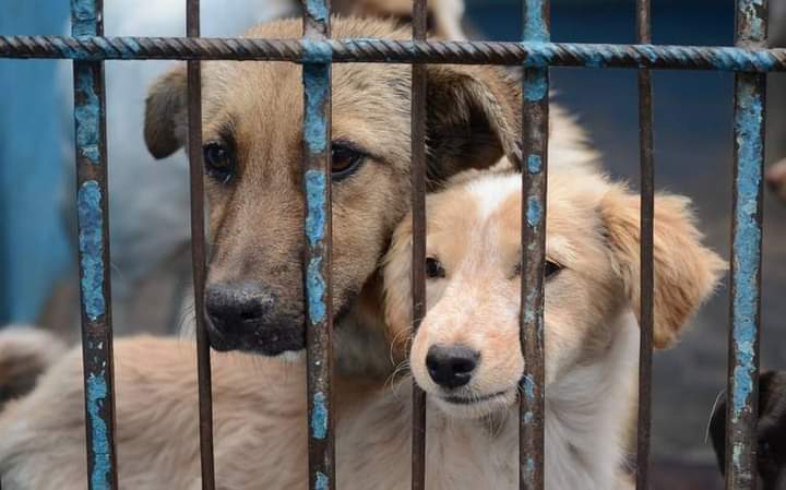 Incumplen PROPAET, PGJE y municipios con políticas contra el Maltrato Animal en Tlaxcala